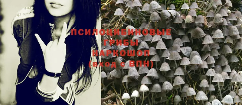 продажа наркотиков  Касли  Псилоцибиновые грибы Magic Shrooms 